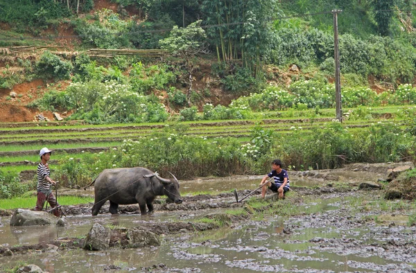 La gente está cultivando el arrozal —  Fotos de Stock