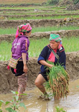 insanlar paddy alan hasat