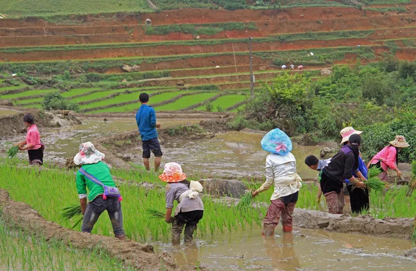 Les gens récoltent la rizière — Photo
