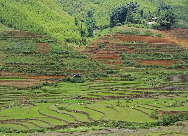 Vue du village CatCat avec terrasses de riz — Photo