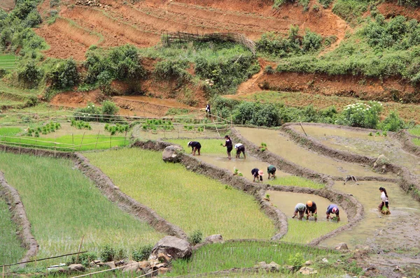 Orang membudidayakan sawah, Sa Pa — Stok Foto