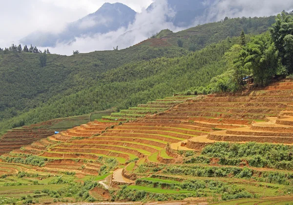 Вид на деревню CatCat с рисовыми террасами — стоковое фото