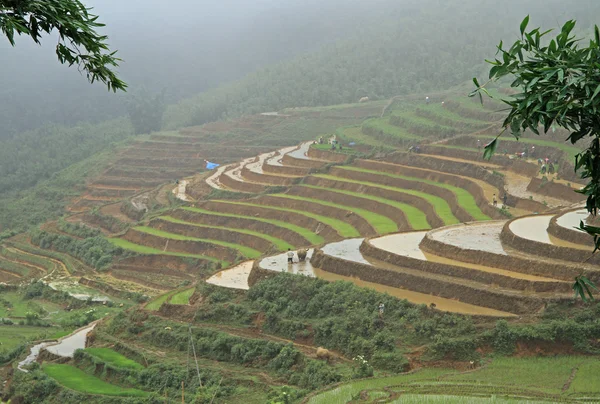 Pemandangan Desa CatCat dengan teras beras — Stok Foto