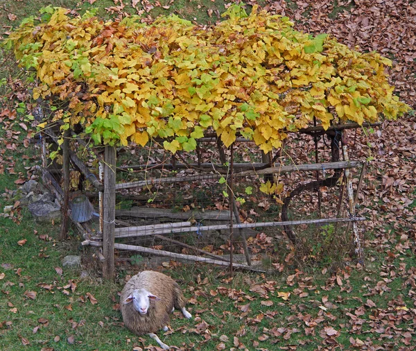 Samotné ovce v podzimní krajině — Stock fotografie