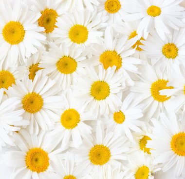 Yaz arkaplanındaki papatya çiçekleri. Anneler Günü ve Uluslararası Kadınlar Günü geçmişi 