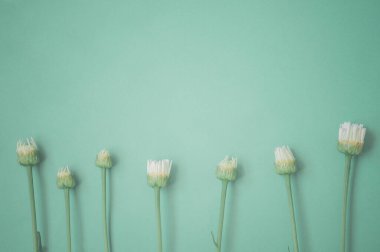 Minimalist papatya çayı doğal yeşil arkaplan metin için kopyalama alanı