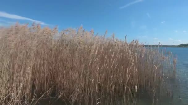 Beau lac avec roseaux le jour de l'été