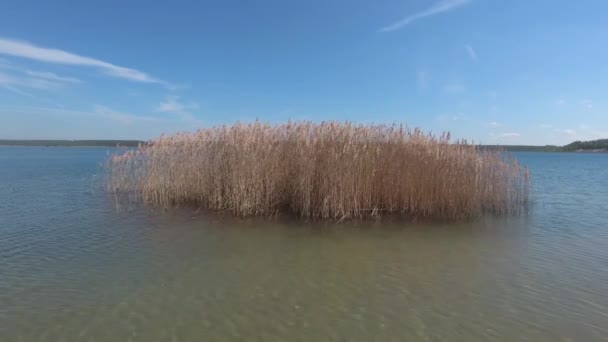 Beau lac avec roseaux le jour de l'été