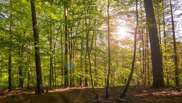 Verão Forrest amanhecer na floresta Saxônia suíça — Fotografia de Stock