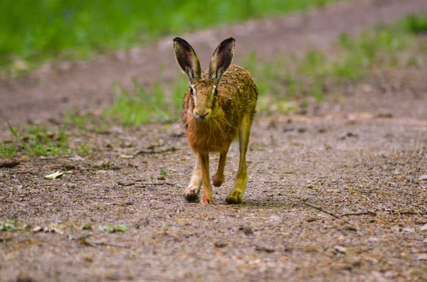 Divoký hnědý zajíc s velkýma ušima, sedící trávě — Stock fotografie