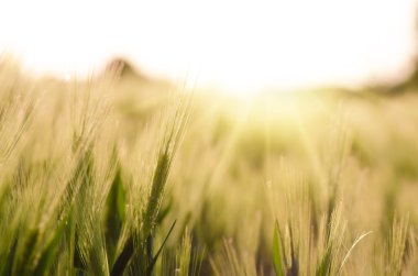 Yeşil buğday tarlası ve güneşli gün