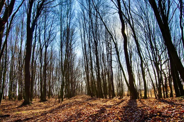 Orman forester Orman ağaçları