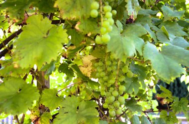 taze yeşil Şaraplık