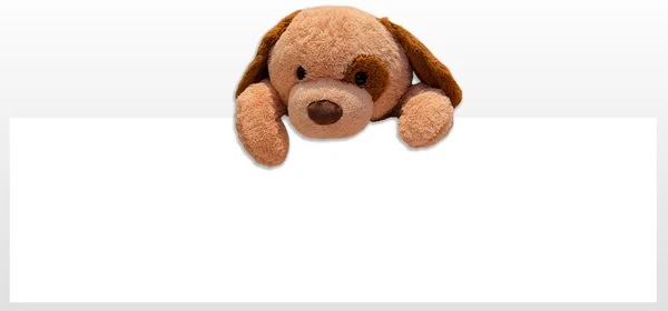 Teddy dog toy — Stock Photo, Image