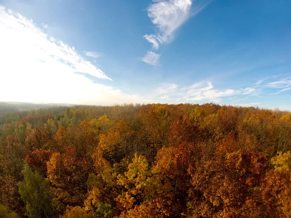 Alberi di autunno Foresta Vista aerea — Foto Stock