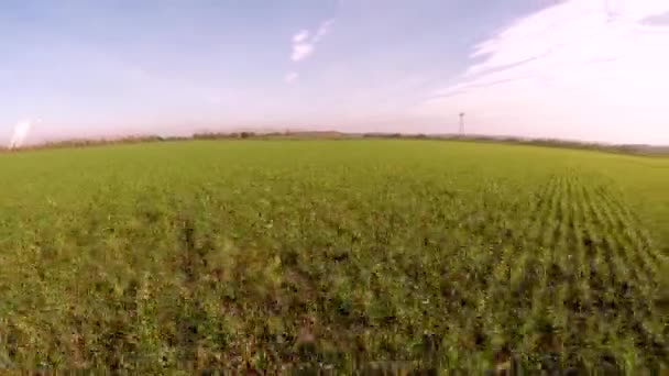 Flight flying over green fields — Stock Video