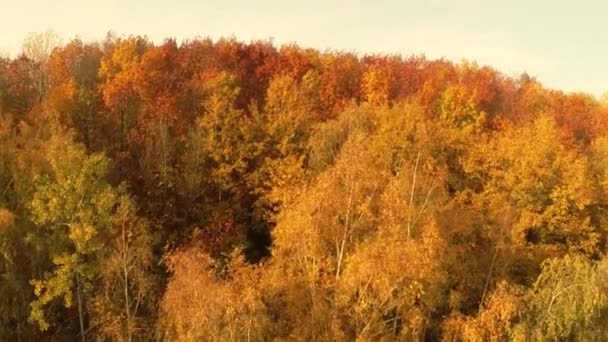 Arbres arbres bois automne survol vol — Video