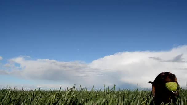 Cão brincando no campo — Vídeo de Stock