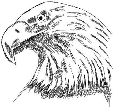 Kartal kartal Şahin yırtıcı kuş çizimi
