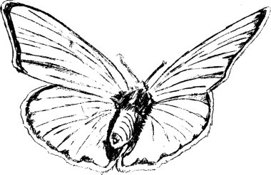 Kelebek grafik çizim