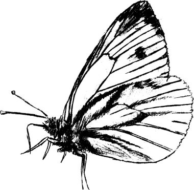 Kelebek grafik çizim