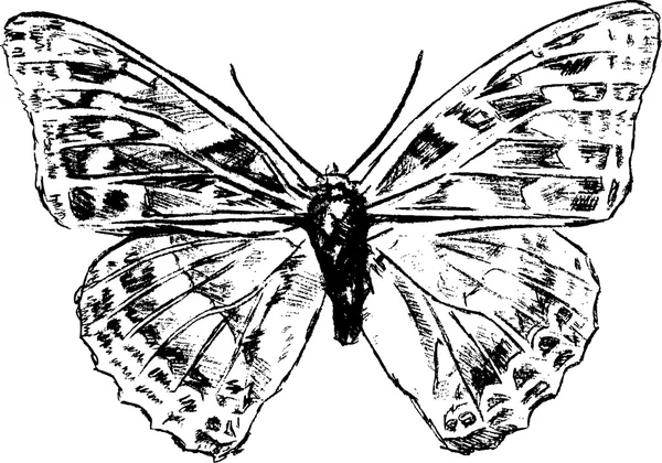 蝶のグラフィック描画 — ストックベクタ