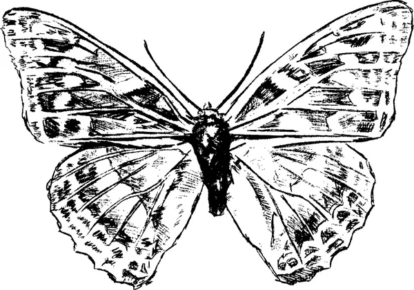 फुलपाखरू ग्राफिक रेखाचित्र — स्टॉक व्हेक्टर