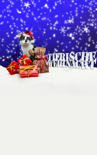 Tierische Weihnacht Cat Christmas Snow — Stock Photo, Image