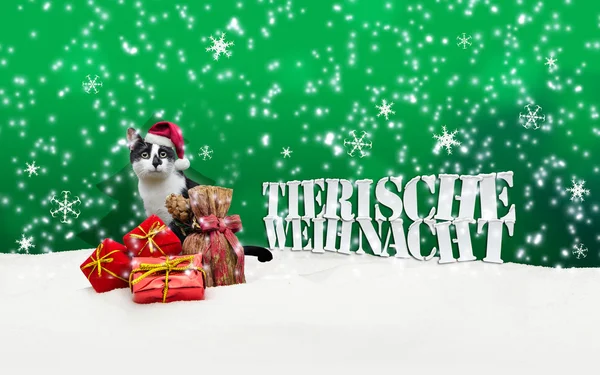 Tierische Weihnacht kot Boże Narodzenie śniegu — Zdjęcie stockowe