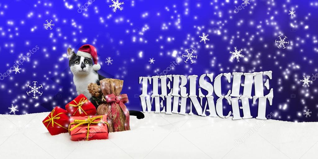 Tierische Weihnacht Cat Christmas Snow