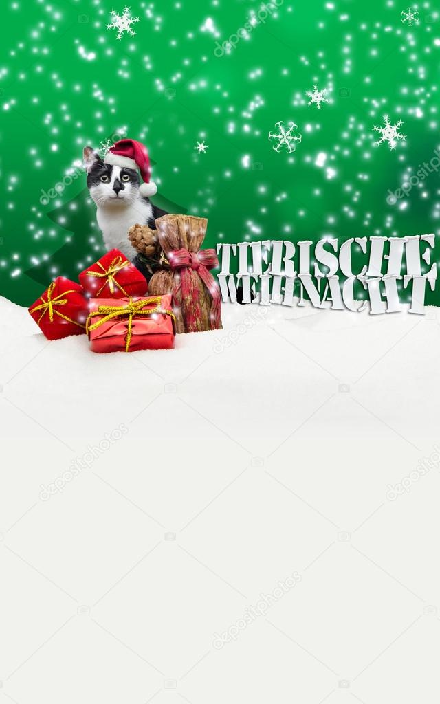Tierische Weihnacht Cat Christmas Snow