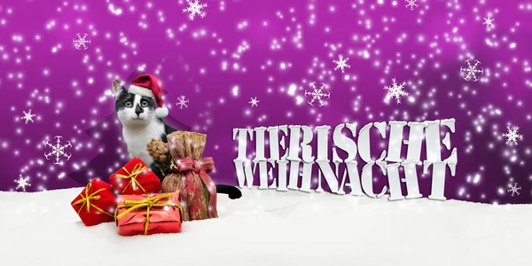 Tierische Weihnacht Cat Christmas Snow — Stock Photo, Image