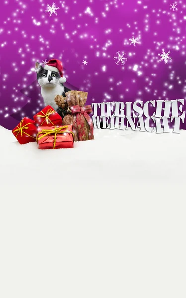 Tierische Weihnacht Cat Christmas Snow — Stock Photo, Image