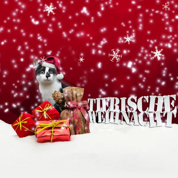 Kat Christmas Snow — Stockfoto