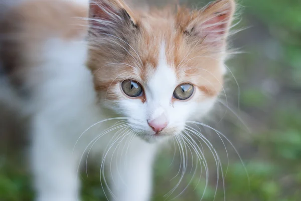 Homeless ginger kitten — Stock Photo, Image