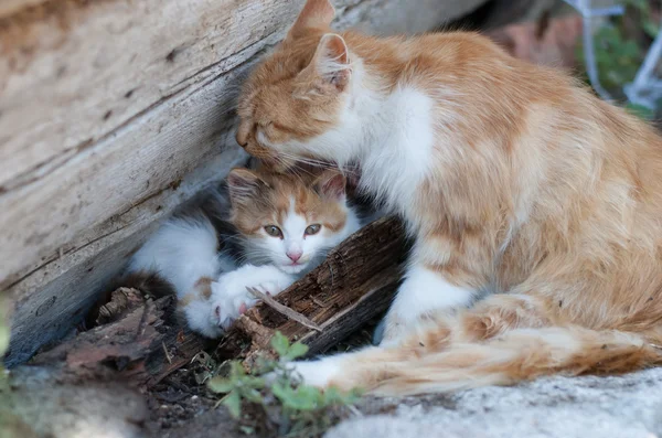 Obdachlose Ingwerkatze wäscht ihre Kätzchen — Stockfoto
