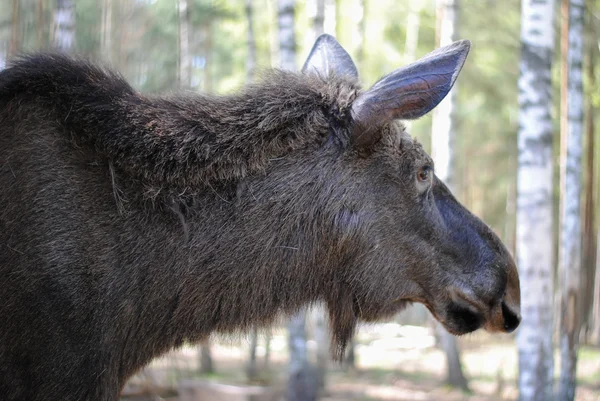 Moose mira a la distancia —  Fotos de Stock