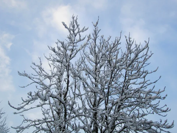 Drzewo ze śniegu — Zdjęcie stockowe