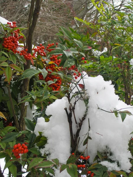 Красные ягоды со снегом — стоковое фото