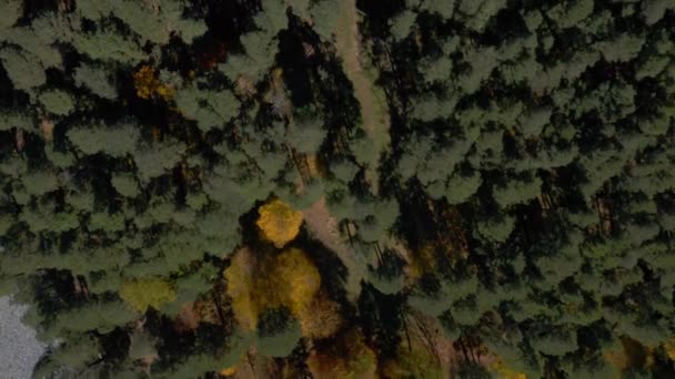 Vista Aérea Cima Para Baixo Estrada Cascalho Floresta Outono Drone — Vídeo de Stock