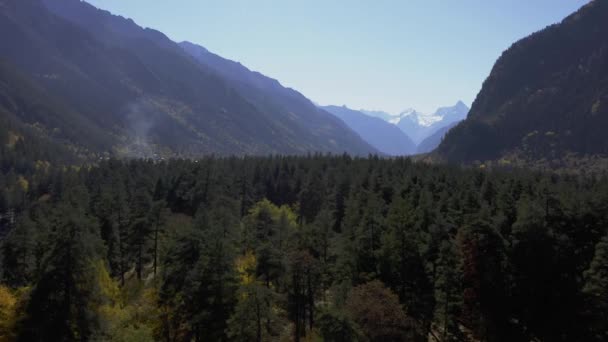 Drone Aéreo View Flight Pine Tree Forest Mountain Inglês Vista — Vídeo de Stock