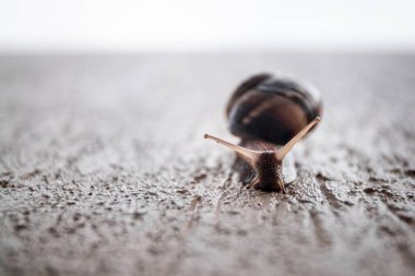 Salyangoz yakın plan. Seninle evde. - Güvenlik. Korunma. Vahşi yaşam. Yumuşakça. Sümüklüböcek.