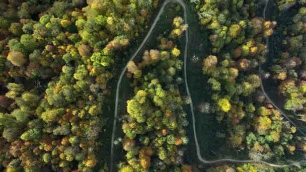 森林空中のトップビューで初秋 混合林 緑の針葉樹 黄色の葉を持つ落葉樹 秋色の田舎 ドローンズームアウトは 自然界でカラフルなテクスチャの上にスピン — ストック動画