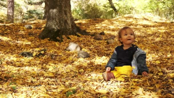 Μικρό αγοράκι που κάθεται στο γρασίδι σε πεσμένα φύλλα στο πάρκο τη φωτεινή και ηλιόλουστη ημέρα του φθινοπώρου κοιτάζοντας το κίτρινο φύλλο στο χέρι και χαμογελώντας. Το χαρούμενο αγοράκι γελάει έξω.. — Αρχείο Βίντεο