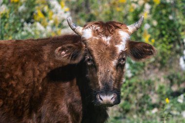 Tarlalarda otlayan kahverengi bir ineğin yakın çekimi.