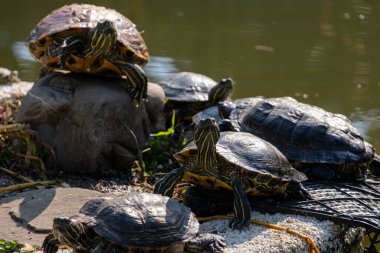Tatlı su kaplumbağaları kıyıda, suyun yanında. Hayvan Dünyası.
