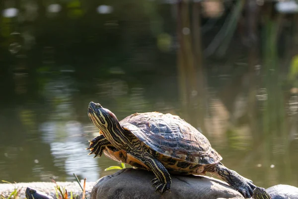 Süßwasserschildkröten am Ufer in der Nähe des Wassers. Tierwelt. lizenzfreie Stockbilder