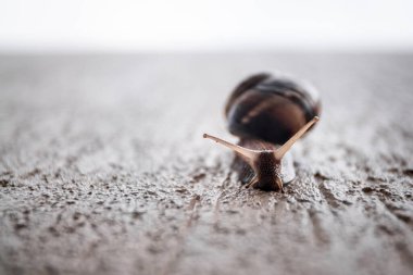 Salyangoz yakın plan. Seninle evde. - Güvenlik. Korunma. Vahşi yaşam. Yumuşakça. Sümüklüböcek.