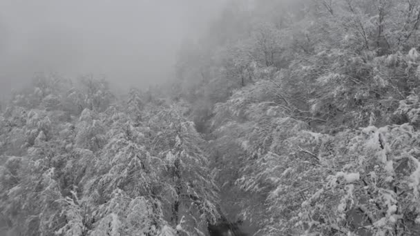 Vista aérea de un bosque congelado con árboles cubiertos de nieve en invierno. Vuelo sobre el bosque de invierno, vista superior. Drone Filmación Árboles cubiertos de nieve Invierno Naturaleza Bosque Montaña Temporada Viajes Blanco Frozen Famoso — Vídeos de Stock