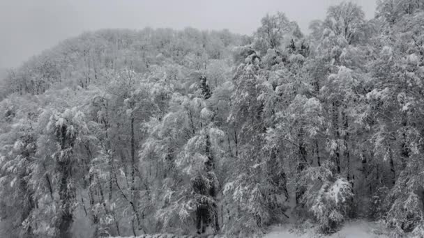Αεροφωτογραφία παγωμένου δάσους με χιονισμένα δέντρα το χειμώνα. Πτήση πάνω από το δάσος του χειμώνα, κορυφαία θέα. Drone Πλάνα Καλυμμένα με χιόνι Δέντρα Χειμερινή Φύση Δάσος Mountain Season Ταξίδι Λευκό κατεψυγμένα Famous — Αρχείο Βίντεο